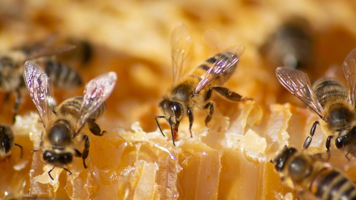 Bienen beim naschen auf Wabe